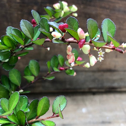 ハートのなる木 ハートツリー 毎年大きく 観葉植物 ガーデニング フラワー リース パリジェンヌ 通販 Creema クリーマ ハンドメイド 手作り クラフト作品の販売サイト