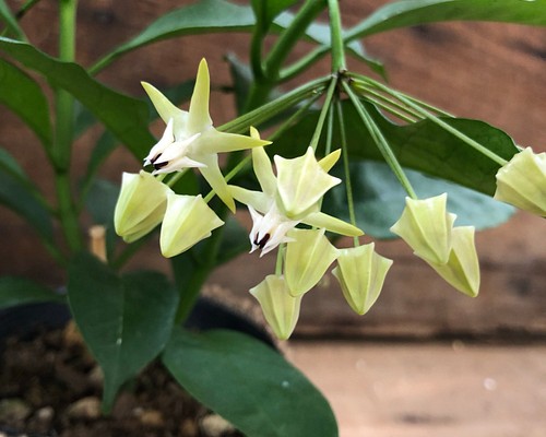 3個のみ♡天の川 彦星♡ホヤ ムルチフローラ♡流れ星♡ガーデニング♡観葉植物♡インテリア