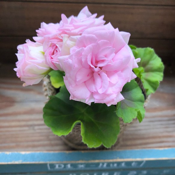 バラ咲きゼラニウム♡ミルフィーユローズ♡毎年咲きます♡ガーデニング♡観葉植物