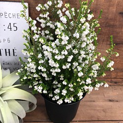 立派♡スズランエリカ♡真っ白の花♡観葉植物♡ガーデニング 1枚目の画像