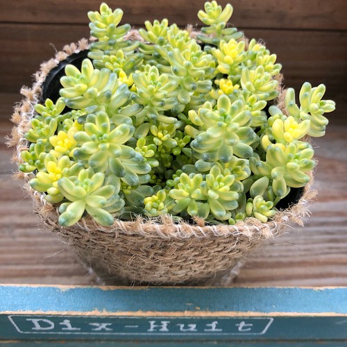 希少♡斑入りタイトゴメ♡即完売♡多肉植物♡セダム♡モリモリ