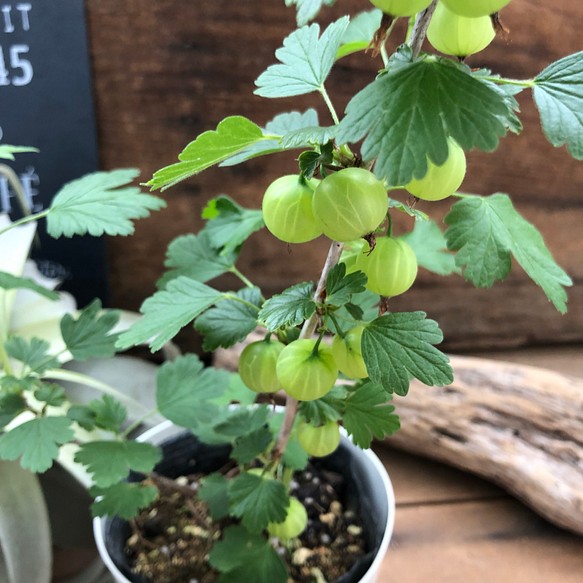 入手困難 食べれます グーズベリー 観葉植物 可愛い実つき フラワー リース パリジェンヌ 通販 Creema クリーマ ハンドメイド 手作り クラフト作品の販売サイト