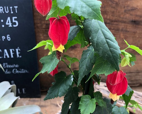 つる性♡赤いランプの花♡チロリアンランプ♡ガーデニング♡観葉植物