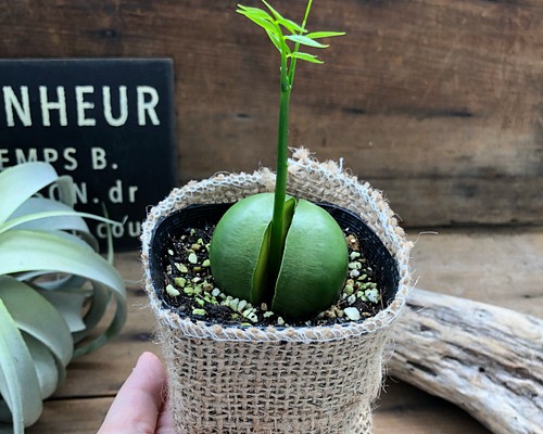 希少♡ジャックと豆の木♡豆からぱっくり♡観葉植物♡インテリア