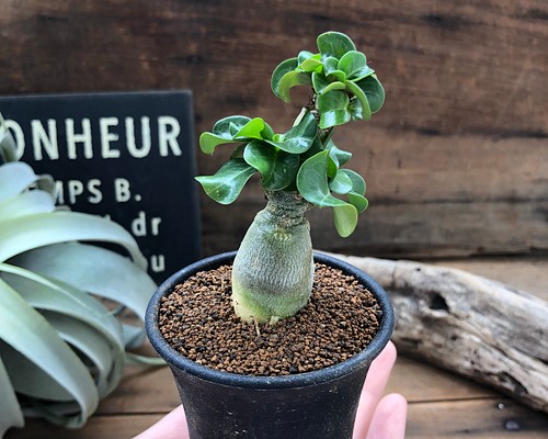 希少♡獅子葉♡巻葉♡アデニウム♡高価な塊根植物♡多肉植物