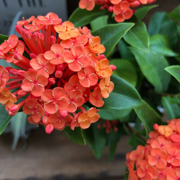 刺繍のような花 サンタンカ 美しい ガーデニング 観葉植物 花藝 盆栽 花圈 花環 パリジェンヌ 的作品 Creemaー來自日本的手作 設計購物網站