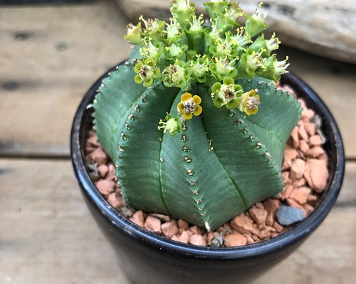 カメレオンヘルメット♡希少♡ユーフォルビア♡多肉植物♡