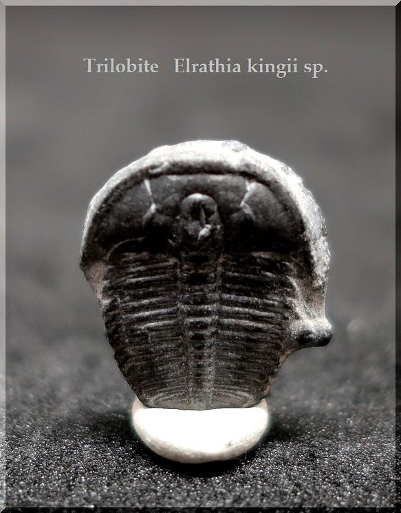 《Trilobite》三葉虫　Elrathia kingii sp.