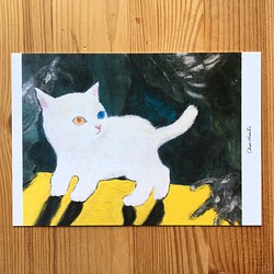 明信片 postcard｜異色瞳，貓 the different cat 第1張的照片