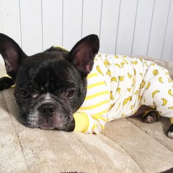 手作寵物衣服-小香蕉睡衣 第1張的照片