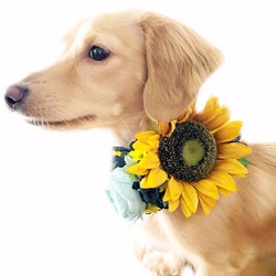 ペット 犬 ひまわり 夏 紫陽花 アクセサリー 飾り 誕生日 お祝い 撮影 写真 ヘッドドレス アンティーク 1枚目の画像