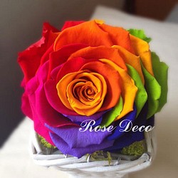 《訂製品》  幸運彩虹 玫瑰不凋花 盆花花禮   花心顏色隨機 不能指定 第1張的照片
