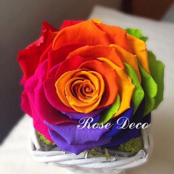 《訂製品》  幸運彩虹 玫瑰不凋花 盆花花禮   花心顏色隨機 不能指定 第1張的照片