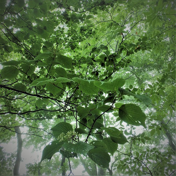 「澪葉」樹木写真　スクエアパネル仕上げ 1枚目の画像