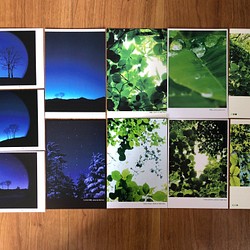 人気の樹木ポストカード11枚セット 【送料無料】 1枚目の画像