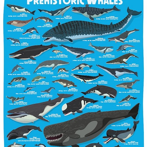 クジラの進化a2ポスター イラスト たろ 通販 Creema クリーマ ハンドメイド 手作り クラフト作品の販売サイト