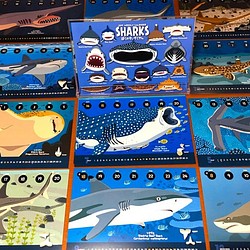 2019サメ図鑑カレンダー 1枚目の画像
