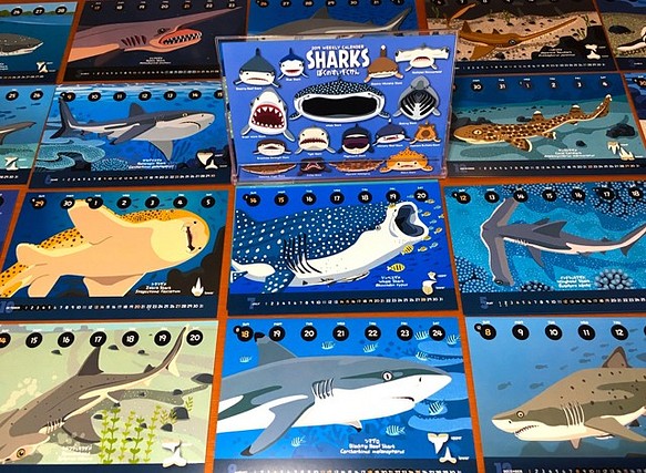 2019サメ図鑑カレンダー 1枚目の画像