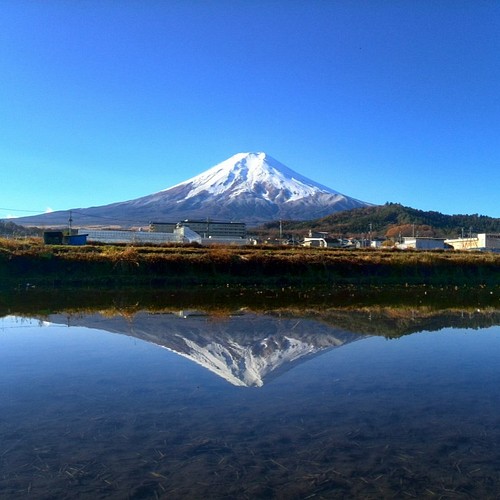 世界遺産 富士山とチューリップ畑 写真 A4又は2L版 額付き 写真 ...