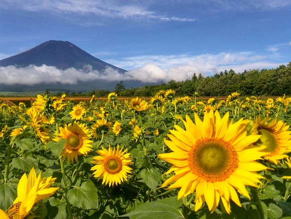 世界遺産 富士山 ひまわり畑 写真 又は2l版 額付き 写真 グラフィック Mattun 通販 Creema クリーマ ハンドメイド 手作り クラフト作品の販売サイト