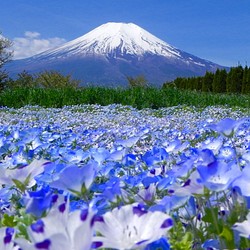 世界遺産 富士山写真 L版 5枚セット 1枚目の画像