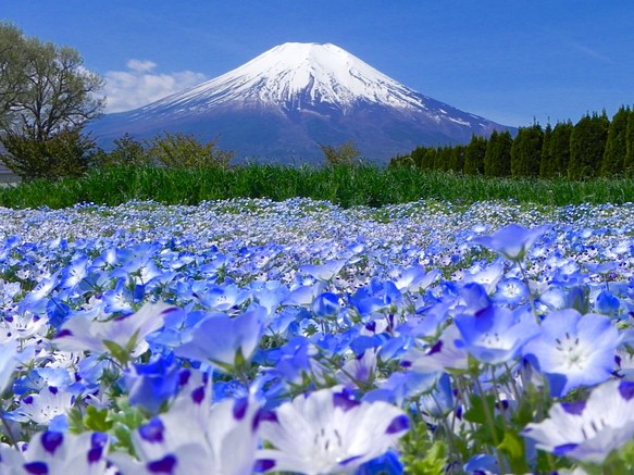世界遺産 富士山写真 L版 5枚セット 1枚目の画像