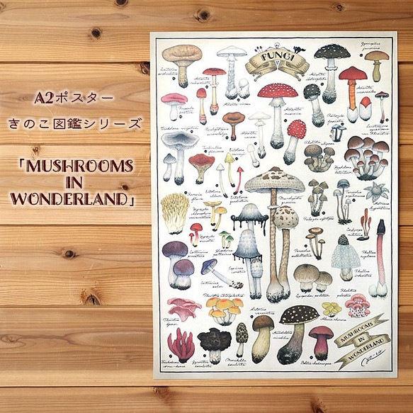 A2ポスター ●キノコ図鑑シリーズ3●MUSHROOMS IN WONDERLAND 1枚目の画像