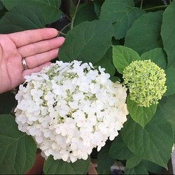アナベル 大輪タイプ　ミニ苗 アジサイ 紫陽花 白花 庭木 ホワイトガーデン 1枚目の画像