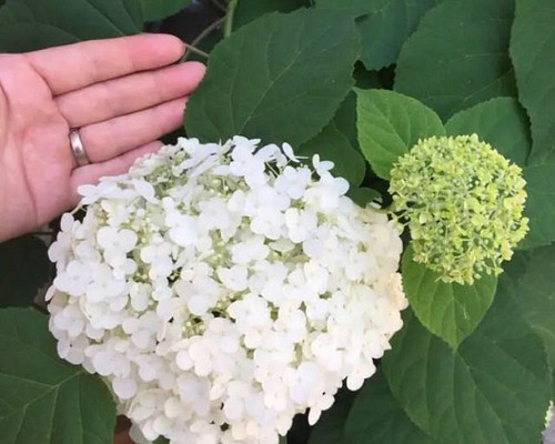 アナベル 大輪タイプ ミニ苗 アジサイ 紫陽花 白花 庭木 ホワイト