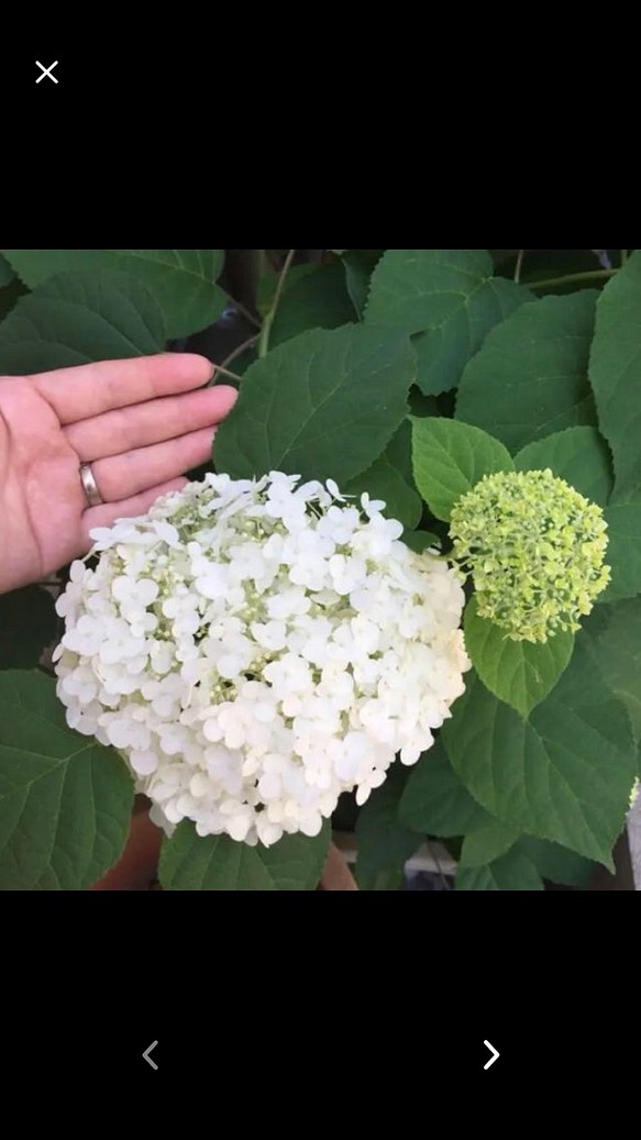 アナベル 大輪タイプ　ミニ苗 アジサイ 紫陽花 白花 庭木 ホワイトガーデン 1枚目の画像