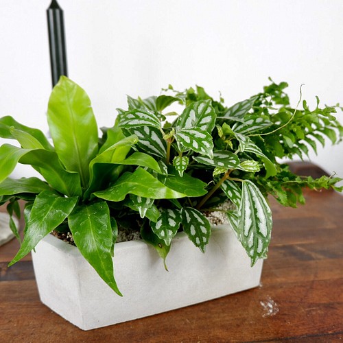 綠色植物盆栽水泥花器室內綠葉花瓶 花器le Parfum Flower 的作品 Creemaー來自日本的手作 設計購物網站