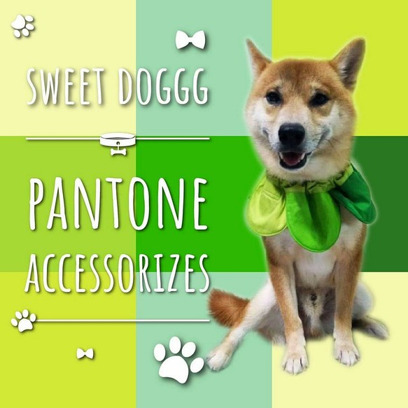 Pantone圈大號 - 手工製作的寵物頸飾，狗圍巾，貓領巾，寵物飾品 第1張的照片
