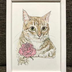 猫と薔薇 1枚目の画像