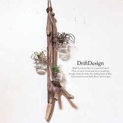 ～Drift Design～　味わい流木のお洒落な壁掛け瓶ホルダー　エアプランツ　多肉植物　サボテン 1枚目の画像