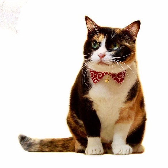 猫 首輪 付襟「唐草 /チェック」 エリ セーフティバックル付　サイズ調整可能 1枚目の画像
