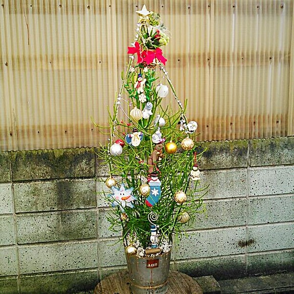 ぶきうき 様 (購入済み) ミルクブッシュ/ クリスマスツリー確認用