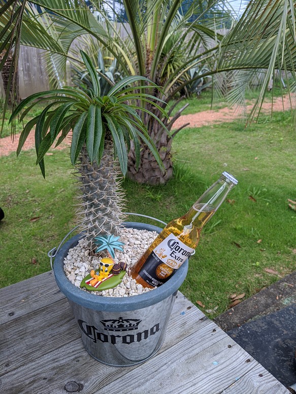 ✢fome九十九里浜✢ Corona Extra （コロナビール） 南国 ディスプレイ