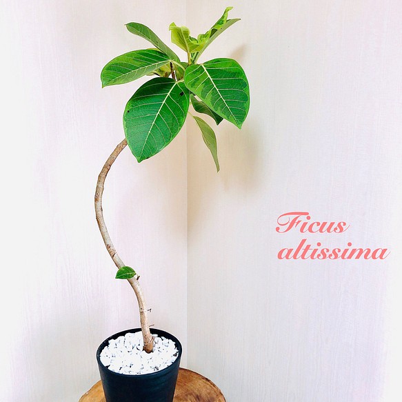 SALE！永遠の幸せ『フィカス　アルテシマ』セラアート鉢　インテリア 大型観葉植物(No.56) 1枚目の画像