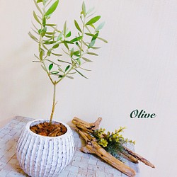 平和の木『オリーブ』 アンティーク　丸陶器鉢 受け皿付き　観葉植物　インテリア 1枚目の画像
