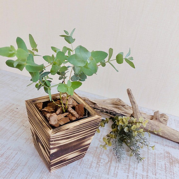 可愛い小さなユーカリ『グニー』3号　ウッド鉢　ブラウン　観葉植物　インテリア 1枚目の画像