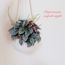新作♡『ペペロミア　ナポリナイツ』  エスニックプランター　ホワイト　観葉植物　インテリア 1枚目の画像