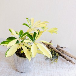 弾けるビタミンカラー『シェフレラ』スノードロップ　3号ロング鉢　ホワイト　観葉植物　インテリア　 1枚目の画像