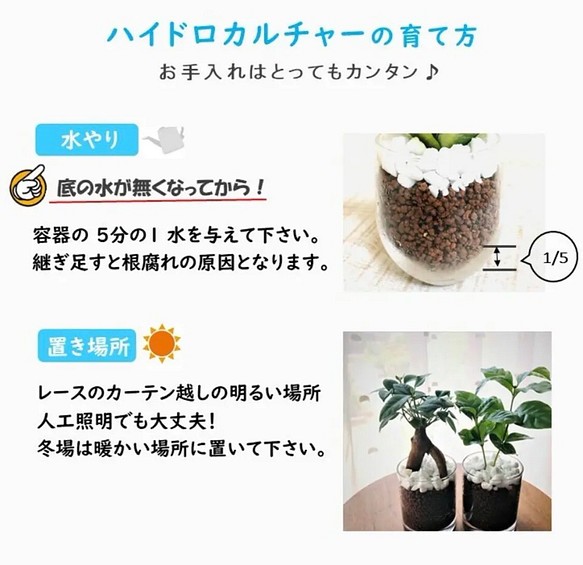 インテリアset テーブル 最大12 Offクーポン コーヒーの木 ハイドロカルチャー インテリア 円柱グラス 観葉植物 ポトス