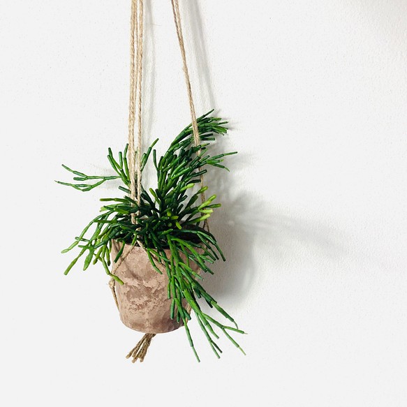 飾って楽しむ『リプサリス・サリコルニオイデス』ハンギングアロマ鉢　多肉植物　インテリア　壁掛け 1枚目の画像