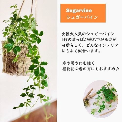 木の香りがする ハンギング アロマ鉢セット シュガーバイン つる性ガジュマル 4号 壁掛け 観葉植物 インテリア その他インテリア雑貨 Lovely Pocket 通販 Creema クリーマ ハンドメイド 手作り クラフト作品の販売サイト