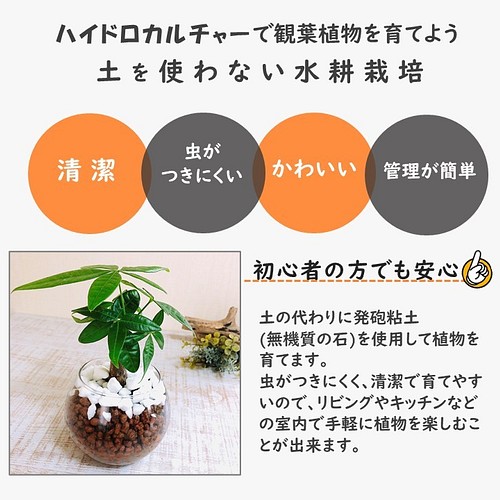 幸せを運ぶ ガジュマルの木 ラウンドグラス ハイドロカルチャー インテリア 観葉植物 その他インテリア雑貨 Lovely Pocket 通販 Creema クリーマ ハンドメイド 手作り クラフト作品の販売サイト