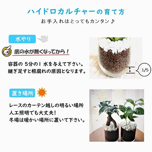 幸せを運ぶ ガジュマルの木 ラウンドグラス ハイドロカルチャー インテリア 観葉植物 その他インテリア雑貨 Lovely Pocket 通販 Creema クリーマ ハンドメイド 手作り クラフト作品の販売サイト