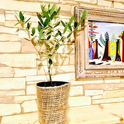 130.再販❤︎ルッカ『オリーブの木』大人気の観葉植物です☆ 1枚目の画像