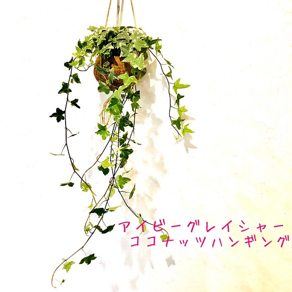 長〜い！『アイビー・グレイシャー』ココナッツハンギング(No.271)壁掛け インテリア 観葉植物 1枚目の画像