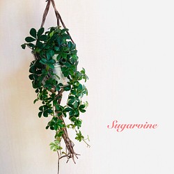 可愛い♡『シュガーバイン』ロングサイズ 壁掛け 観葉植物 インテリア(No.293) 1枚目の画像